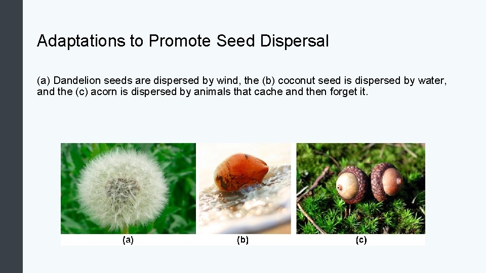 Adaptations to Promote Seed Dispersal (a) Dandelion seeds are dispersed by wind, the (b)