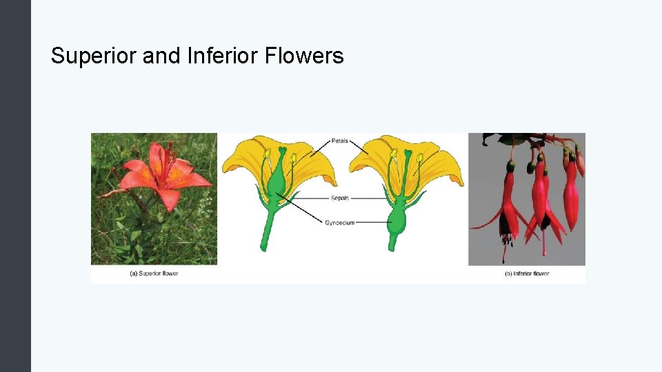 Superior and Inferior Flowers 