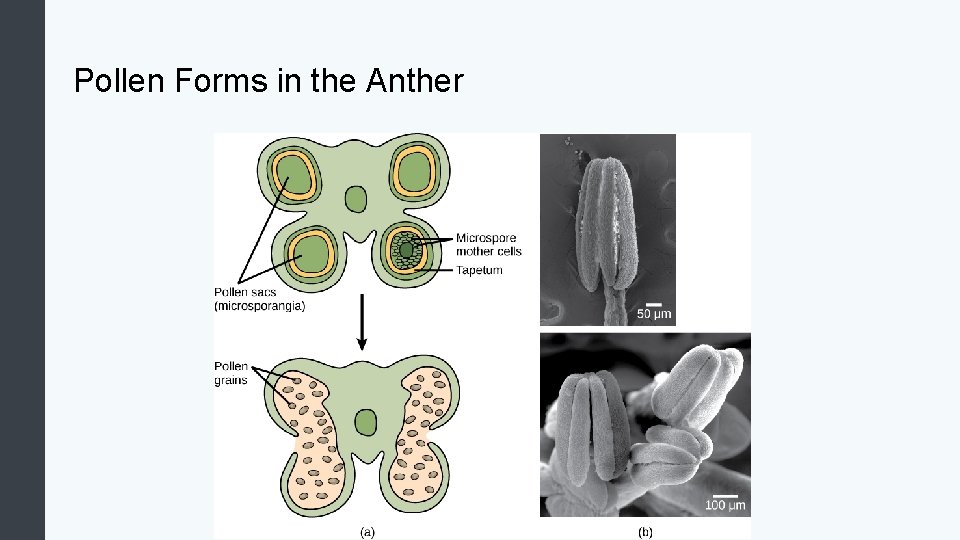 Pollen Forms in the Anther 