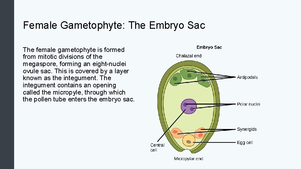 Female Gametophyte: The Embryo Sac The female gametophyte is formed from mitotic divisions of