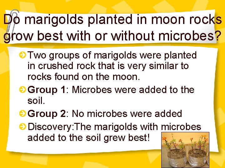 Do marigolds planted in moon rocks grow best with or without microbes? Two groups