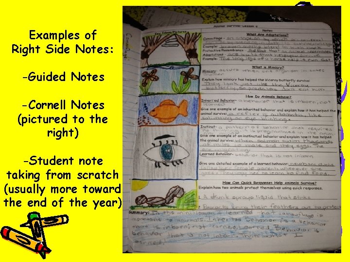 Examples of Right Side Notes: -Guided Notes -Cornell Notes (pictured to the right) -Student