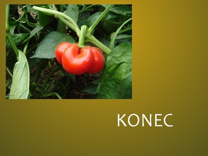 KONEC 