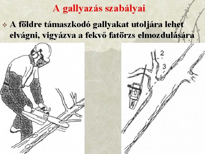 A gallyazás szabályai v A földre támaszkodó gallyakat utoljára lehet elvágni, vigyázva a fekvő