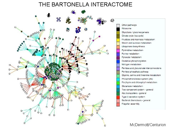 THE BARTONELLA INTERACTOME Mc. Dermott/Centurion 