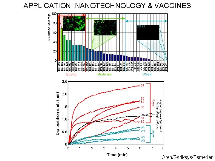 APPLICATION: NANOTECHNOLOGY & VACCINES Oren/Sarikaya/Tamerler 