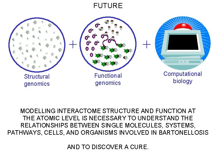 FUTURE + Structural genomics + Functional genomics Computational biology MODELLING INTERACTOME STRUCTURE AND FUNCTION