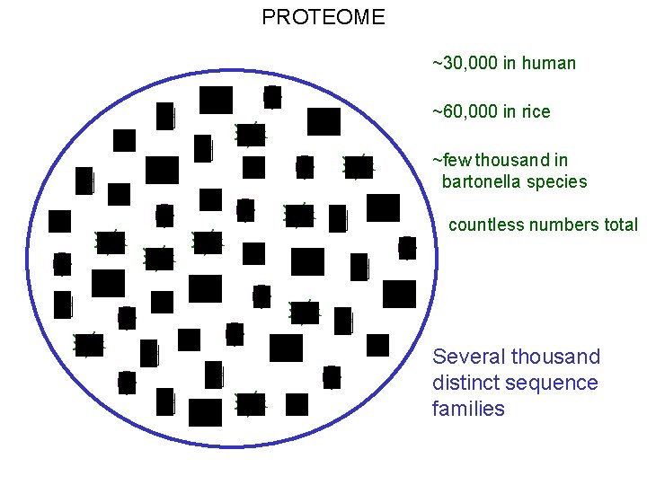 PROTEOME ~30, 000 in human ~60, 000 in rice ~few thousand in bartonella species