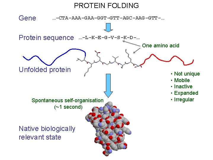 PROTEIN FOLDING Gene …-CTA-AAA-GGT-GTT-AGC-AAG-GTT-… Protein sequence …-L-K-E-G-V-S-K-D-… One amino acid Unfolded protein Spontaneous self-organisation