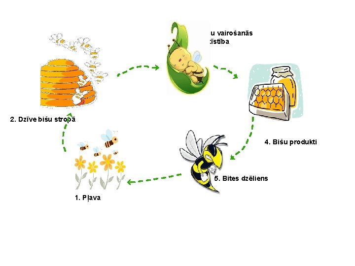3. Bišu vairošanās un attīstība 2. Dzīve bišu stropā 4. Bišu produkti 5. Bites