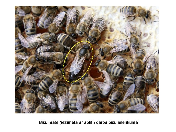 Bišu māte (iezīmēta ar aplīti) darba bišu ielenkumā 