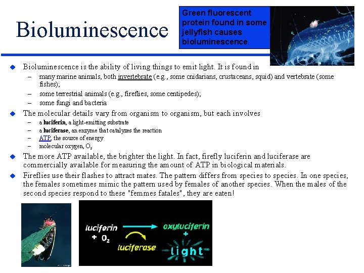 Bioluminescence u Bioluminescence is the ability of living things to emit light. It is