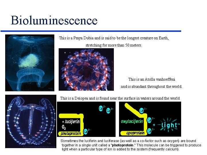 Bioluminescence This is a Praya Dubia and is said to be the longest creature