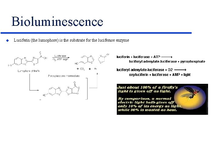 Bioluminescence u Luciferin (the lumophore) is the substrate for the luciferase enzyme 
