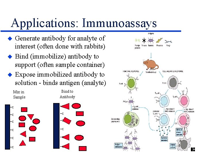 Applications: Immunoassays Generate antibody for analyte of interest (often done with rabbits) Bind (immobilize)