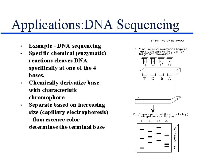 Applications: DNA Sequencing • • Example - DNA sequencing Specific chemical (enzymatic) reactions cleaves