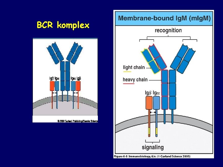 BCR komplex 