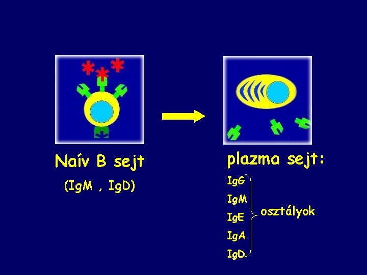 Naív B sejt (Ig. M , Ig. D) plazma sejt: Ig. G Ig. M