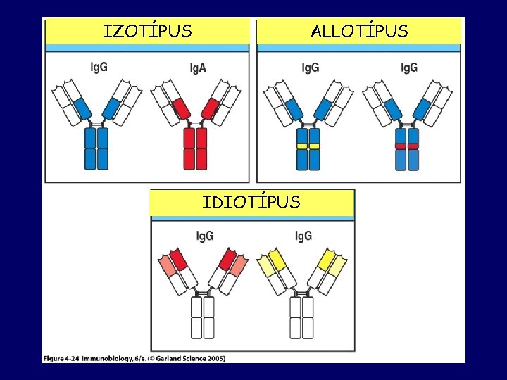 IZOTÍPUS ALLOTÍPUS Figure 4 -24 IDIOTÍPUS 
