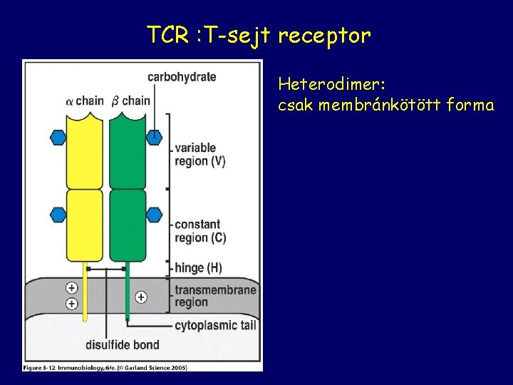 TCR : T-sejt receptor Heterodimer: csak membránkötött forma 