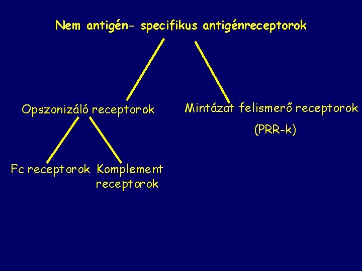 Nem antigén- specifikus antigénreceptorok Opszonizáló receptorok Mintázat felismerő receptorok (PRR-k) Fc receptorok Komplement receptorok