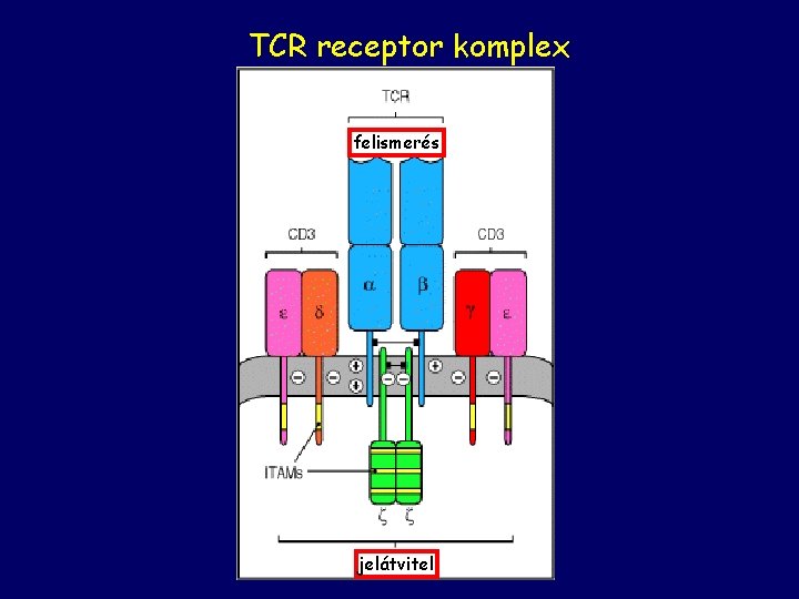 TCR receptor komplex felismerés jelátvitel 
