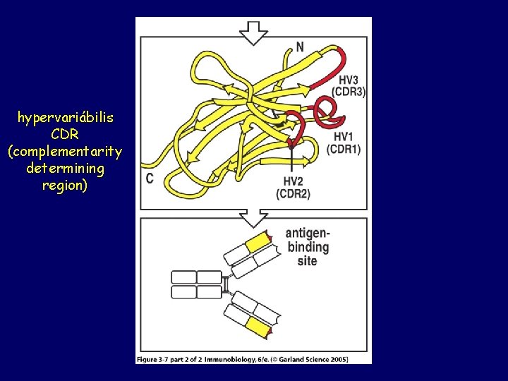 hypervariábilis CDR (complementarity determining region) 