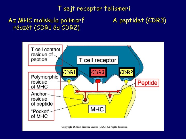 T sejt receptor felismeri Az MHC molekula polimorf részét (CDR 1 és CDR 2)