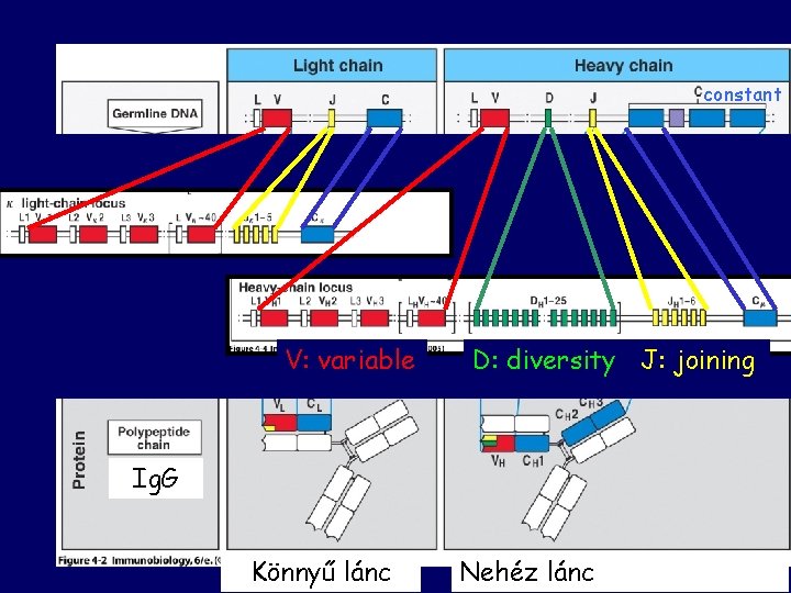 constant V: variable D: diversity J: joining Ig. G Könnyű lánc Nehéz lánc 