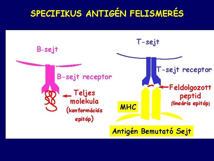 SPECIFIKUS ANTIGÉN FELISMERÉS T-sejt B-sejt T-sejt receptor B-sejt receptor Teljes molekula (konformációs epitóp) Feldolgozott