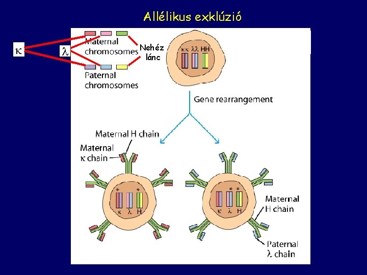 Allélikus exklúzió Nehéz lánc 