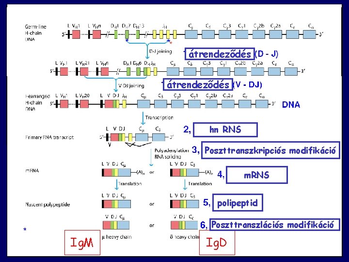 átrendeződés hn RNS Poszttranszkripciós modifikáció m. RNS polipeptid Poszttranszlációs modifikáció Ig. M Ig. D