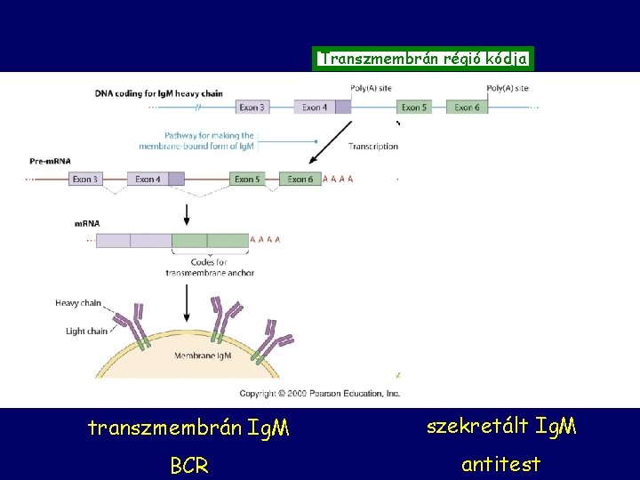 Transzmembrán régió kódja transzmembrán Ig. M szekretált Ig. M BCR antitest 