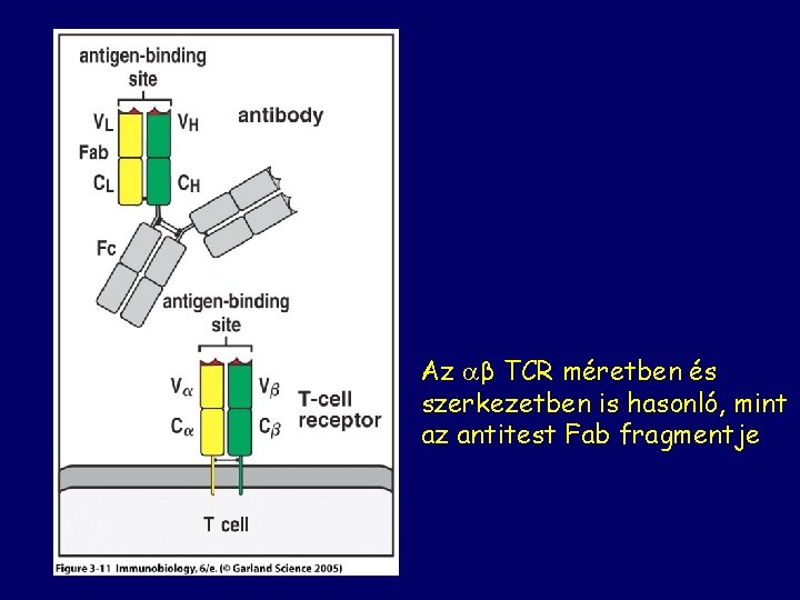 Az β TCR méretben és szerkezetben is hasonló, mint az antitest Fab fragmentje 