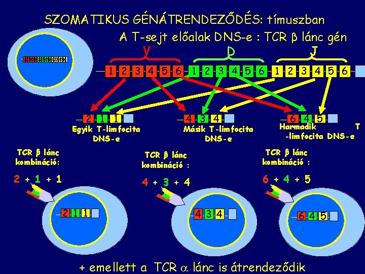 SZOMATIKUS GÉNÁTRENDEZŐDÉS: tímuszban A T-sejt előalak DNS-e : TCR β lánc gén V J
