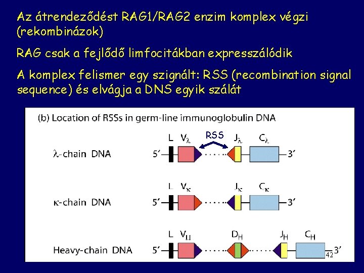 Az átrendeződést RAG 1/RAG 2 enzim komplex végzi (rekombinázok) RAG csak a fejlődő limfocitákban