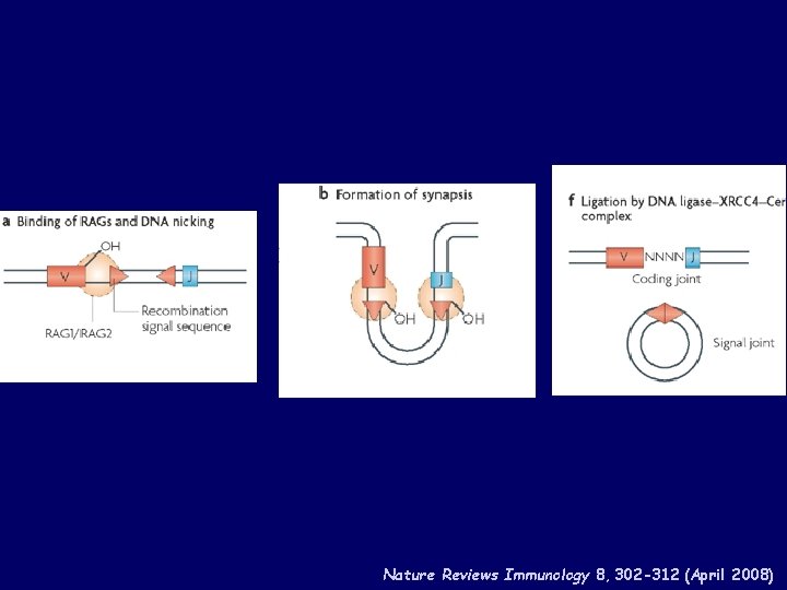 Nature Reviews Immunology 8, 302 -312 (April 2008) 