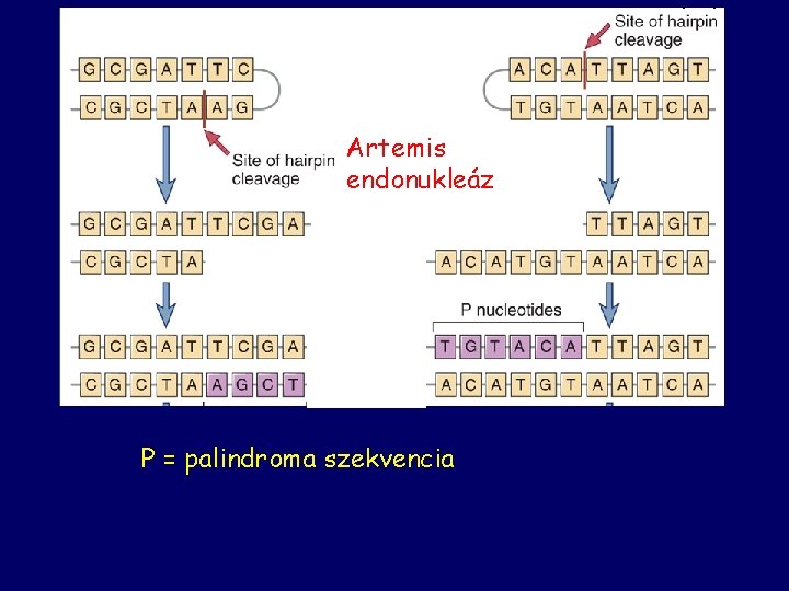 Artemis endonukleáz P = palindroma szekvencia 