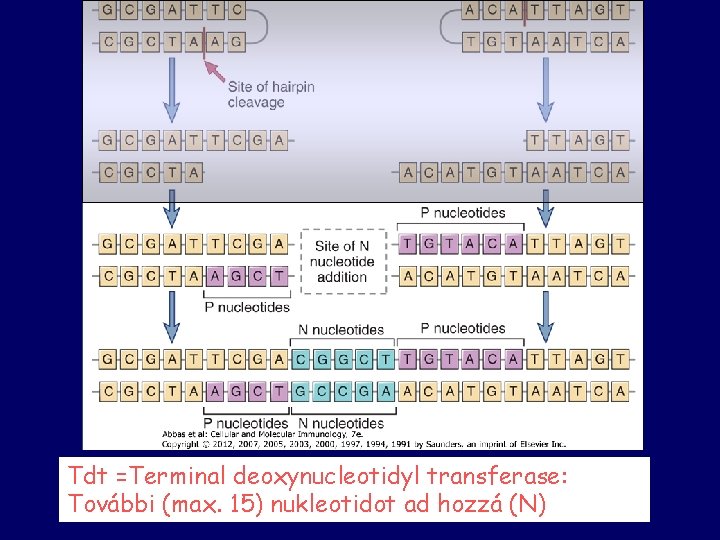 Tdt =Terminal deoxynucleotidyl transferase: További (max. 15) nukleotidot ad hozzá (N) 