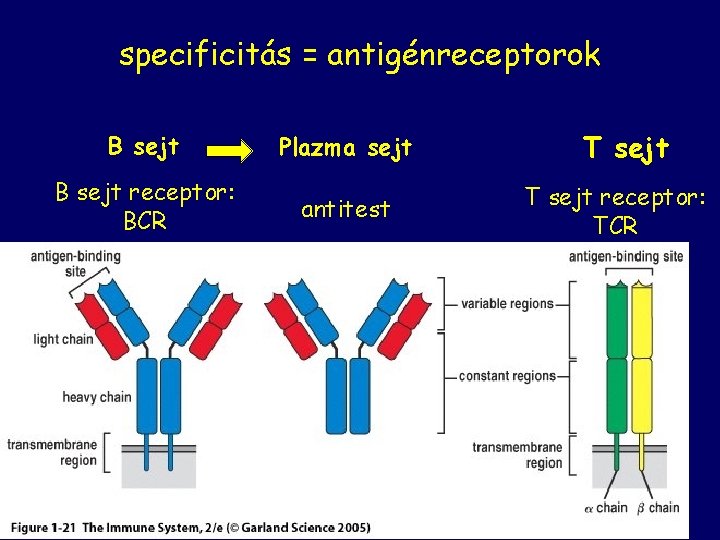 specificitás = antigénreceptorok B sejt Plazma sejt B sejt receptor: BCR antitest T sejt