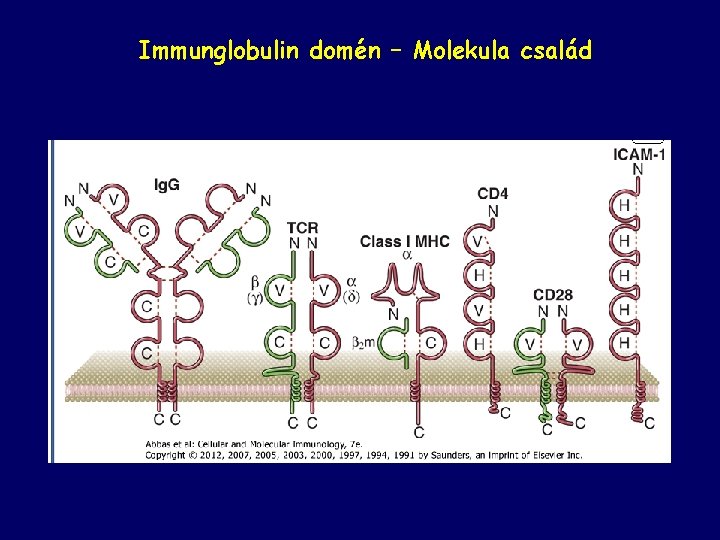 Immunglobulin domén – Molekula család 