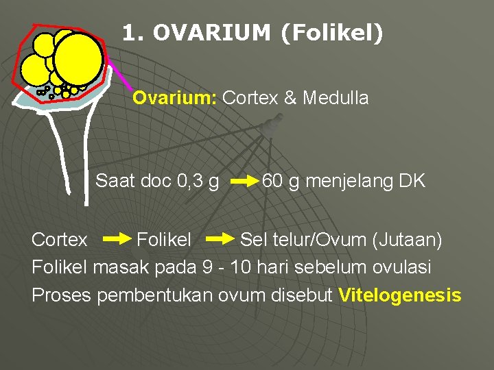 1. OVARIUM (Folikel) Ovarium: Cortex & Medulla Saat doc 0, 3 g 60 g