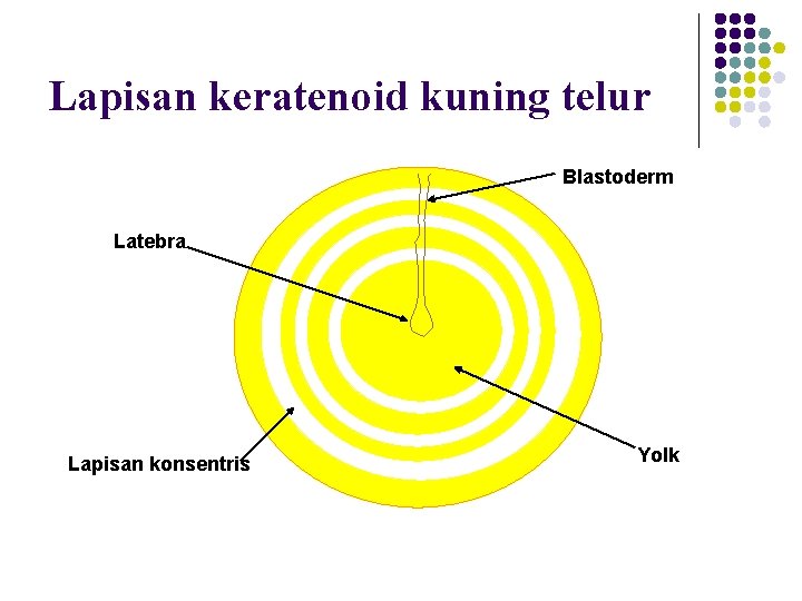 Lapisan keratenoid kuning telur Blastoderm Latebra Lapisan konsentris Yolk 