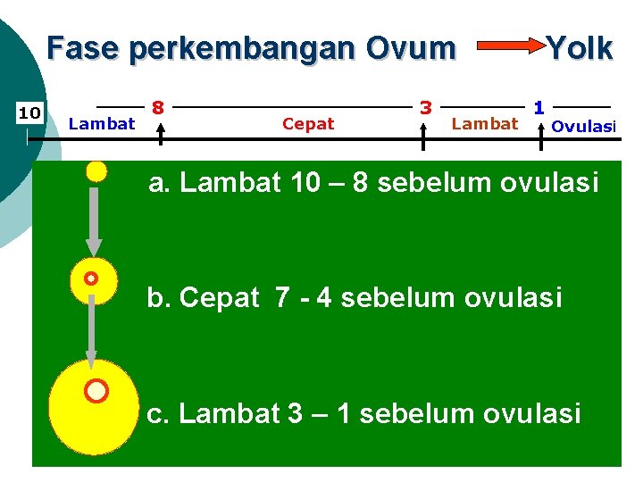 Fase perkembangan Ovum 10 Lambat 8 Cepat 3 Lambat Yolk 1 Ovulasi a. Lambat