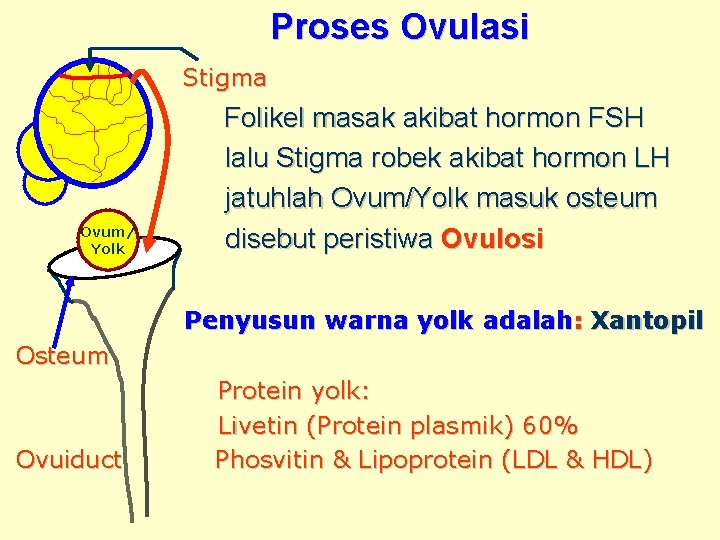 Proses Ovulasi Stigma Ovum/ Yolk Folikel masak akibat hormon FSH lalu Stigma robek akibat