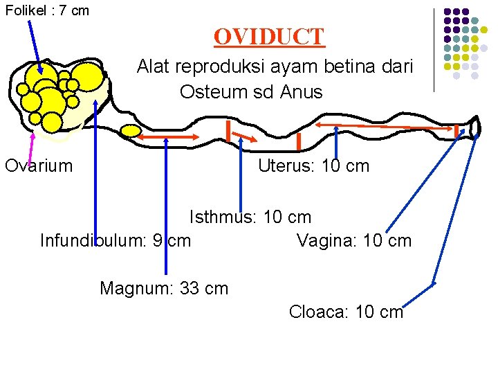 Folikel : 7 cm OVIDUCT Alat reproduksi ayam betina dari Osteum sd Anus Ovarium