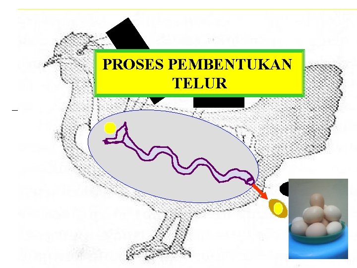 PROSES PEMBENTUKAN TELUR 