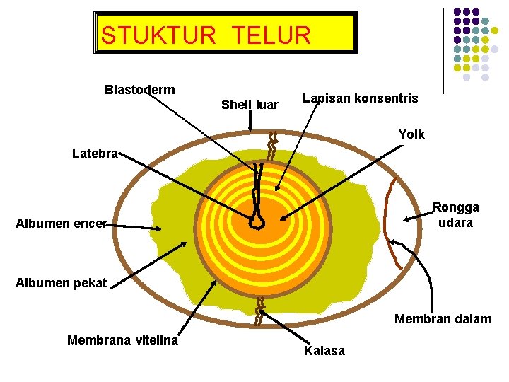 STUKTUR TELUR Blastoderm Shell luar Lapisan konsentris Yolk Latebra Rongga udara Albumen encer Albumen