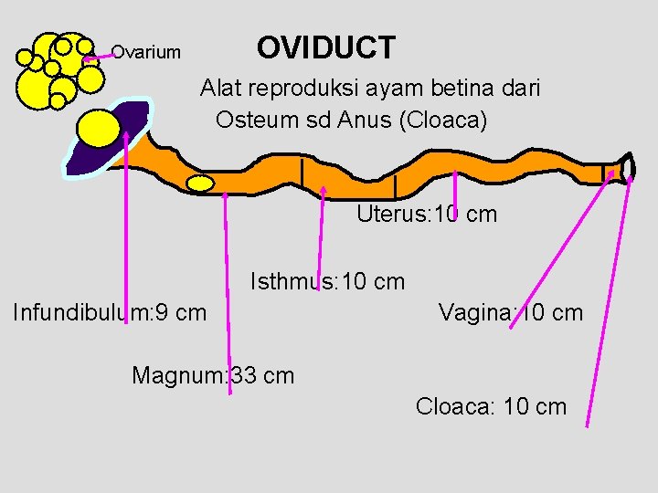 OVIDUCT Ovarium Alat reproduksi ayam betina dari Osteum sd Anus (Cloaca) Uterus: 10 cm