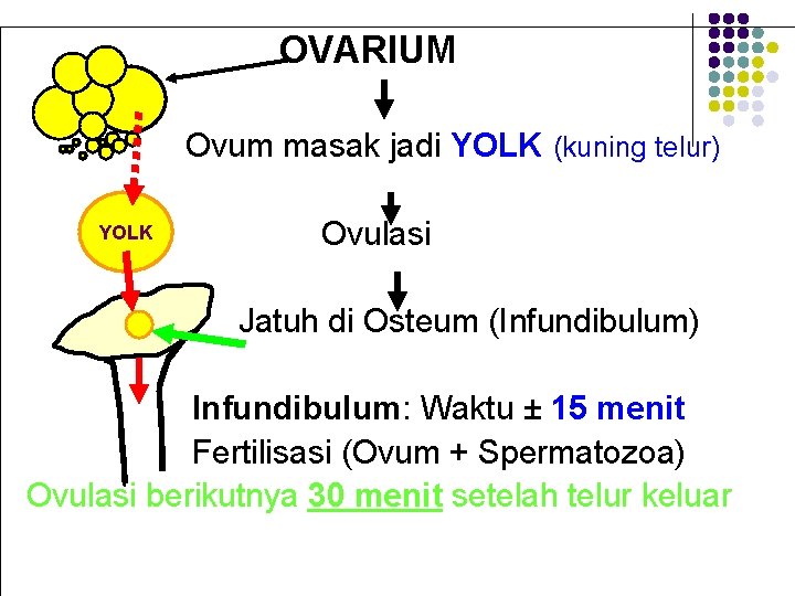 OVARIUM Ovum masak jadi YOLK (kuning telur) YOLK Ovulasi Jatuh di Osteum (Infundibulum) Infundibulum: